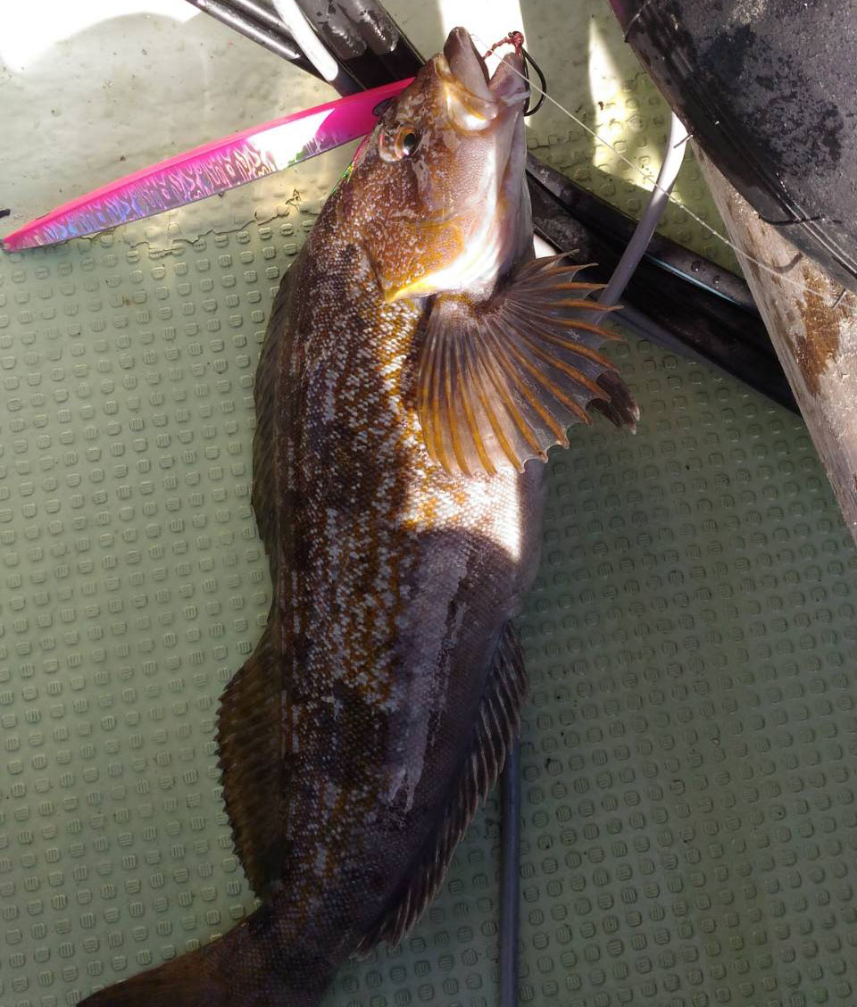 アイナメ 釣り船 邦栄丸 アイナメ 釣り船 邦栄丸